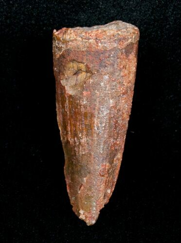 Juvenile Spinosaurus Tooth - inches #4478